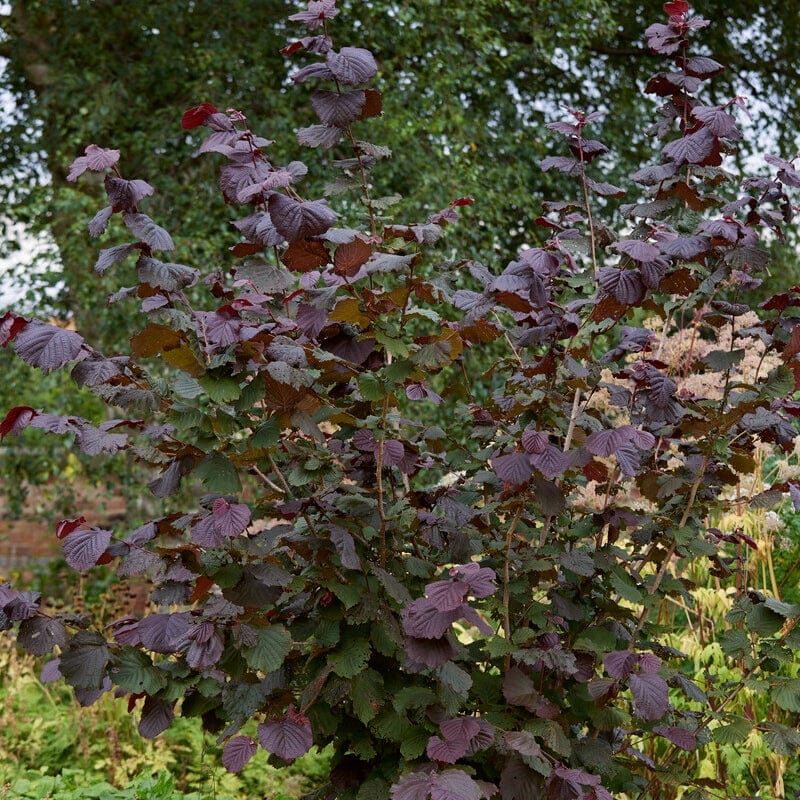 Common Hazel Hedging | Corylus avellana - Image 3