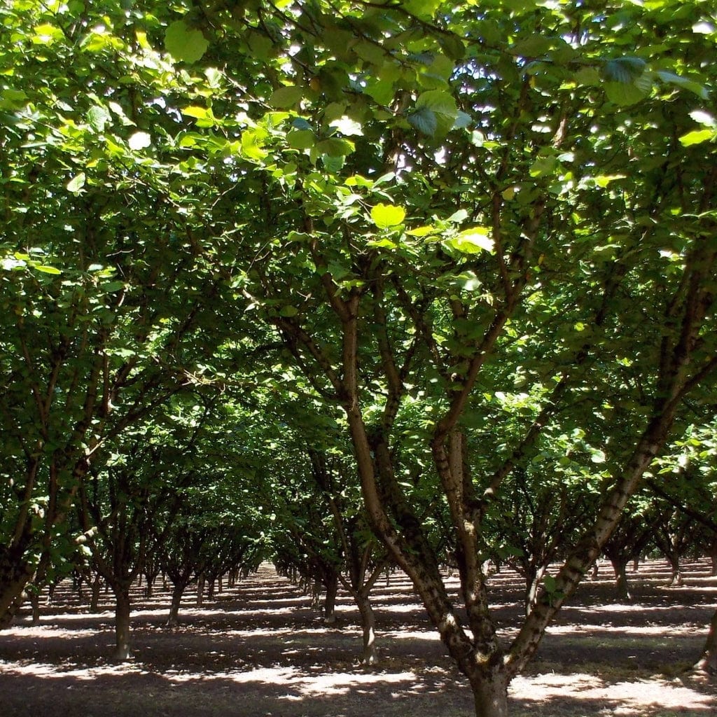 Common Hazel Hedging | Corylus avellana - Image 4