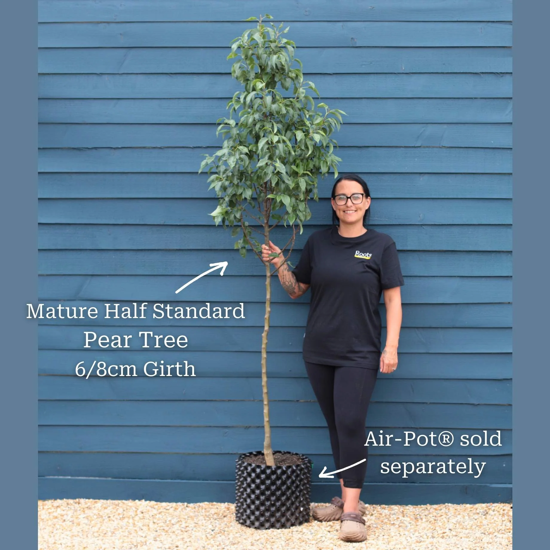'Doyenné Du Comice' Pear Tree - Image 7