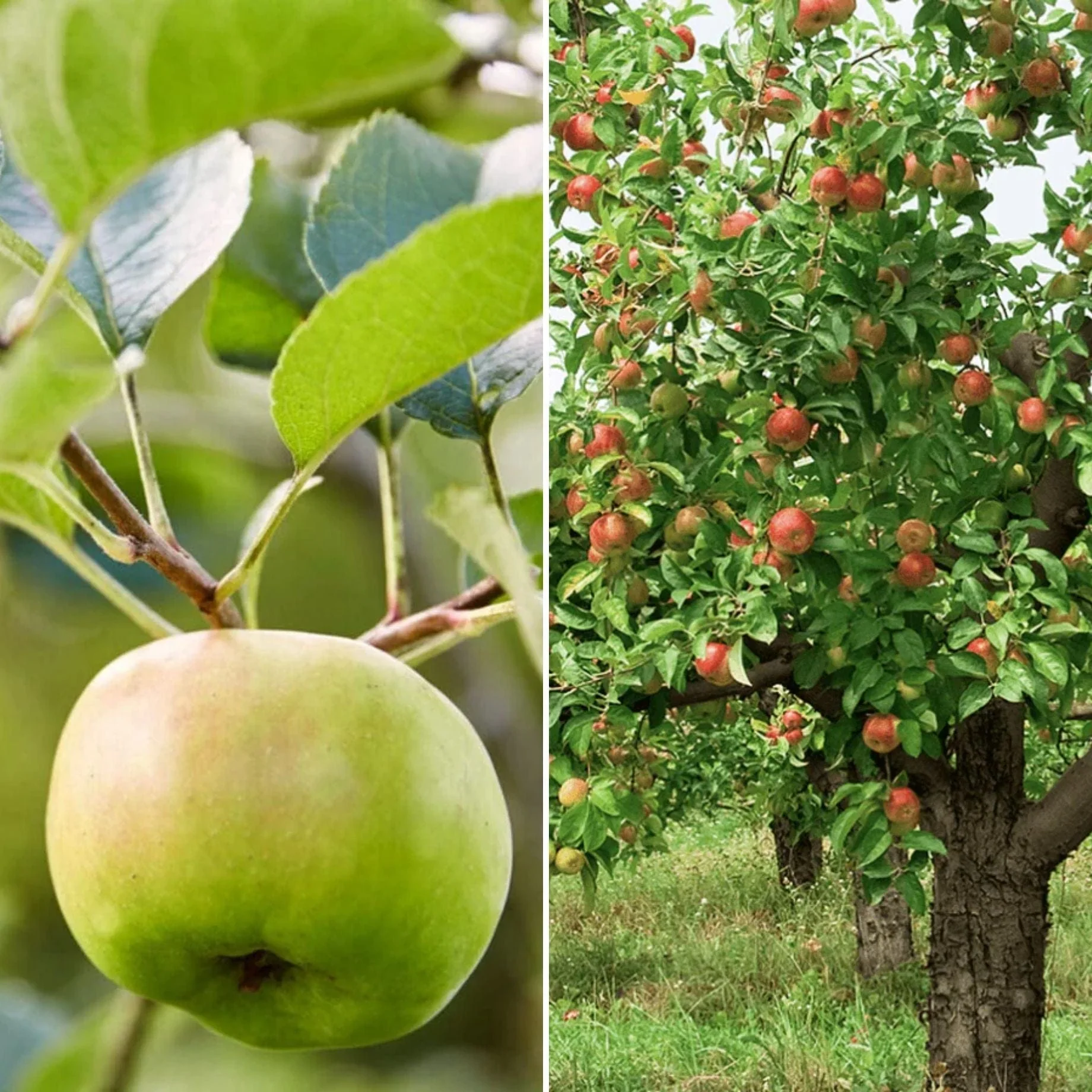 Cooking and Eating Apple Trees | Perfect Partners