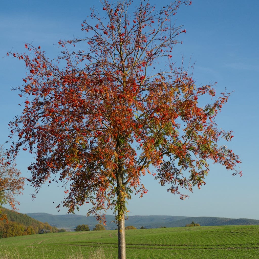 'Copper Kettle' Rowan Tree | Sorbus - Image 4