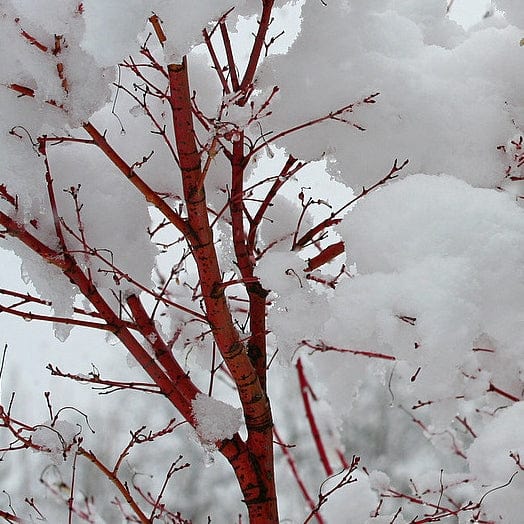 Coral Bark Japanese Maple Tree | Acer palmatum 'Sangokaku' - Image 5