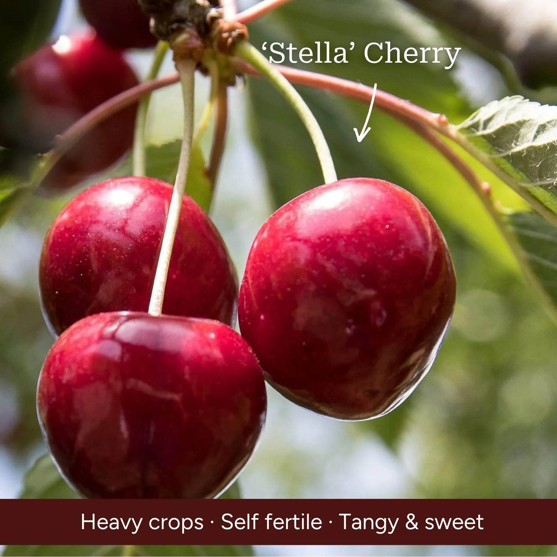 Award Winning Patio Fruit Tree Collection | Cherry, Pear & Plum - Image 4