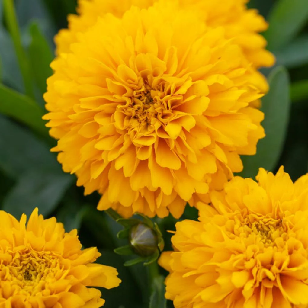 Coreopsis 'Golden Sphere' - Image 3