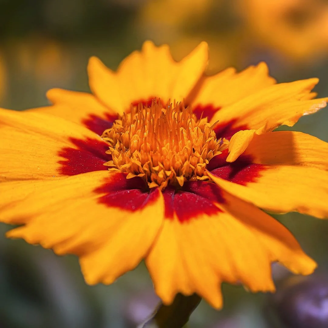Coreopsis lanceolata 'Sterntaler' - Image 3