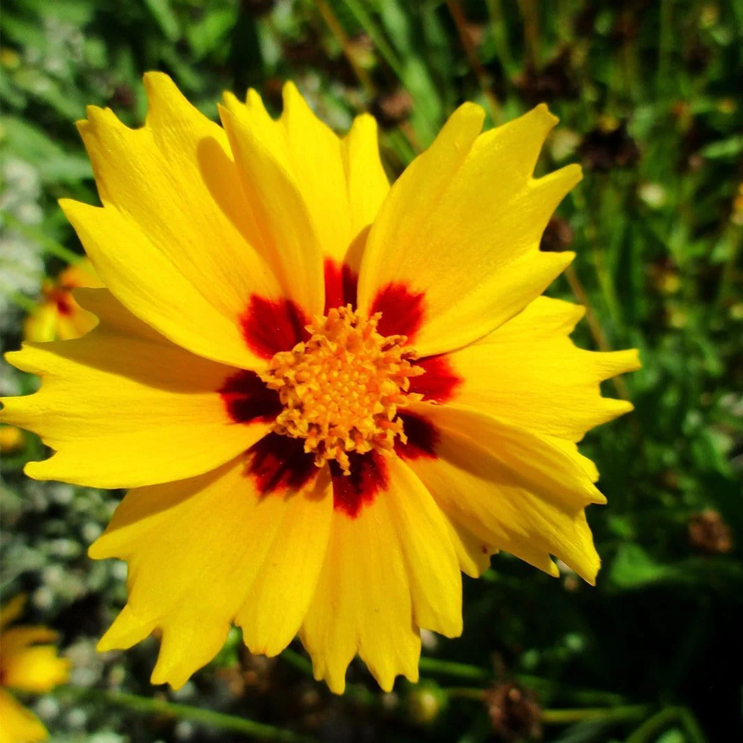 Coreopsis lanceolata 'Sterntaler' - Image 4
