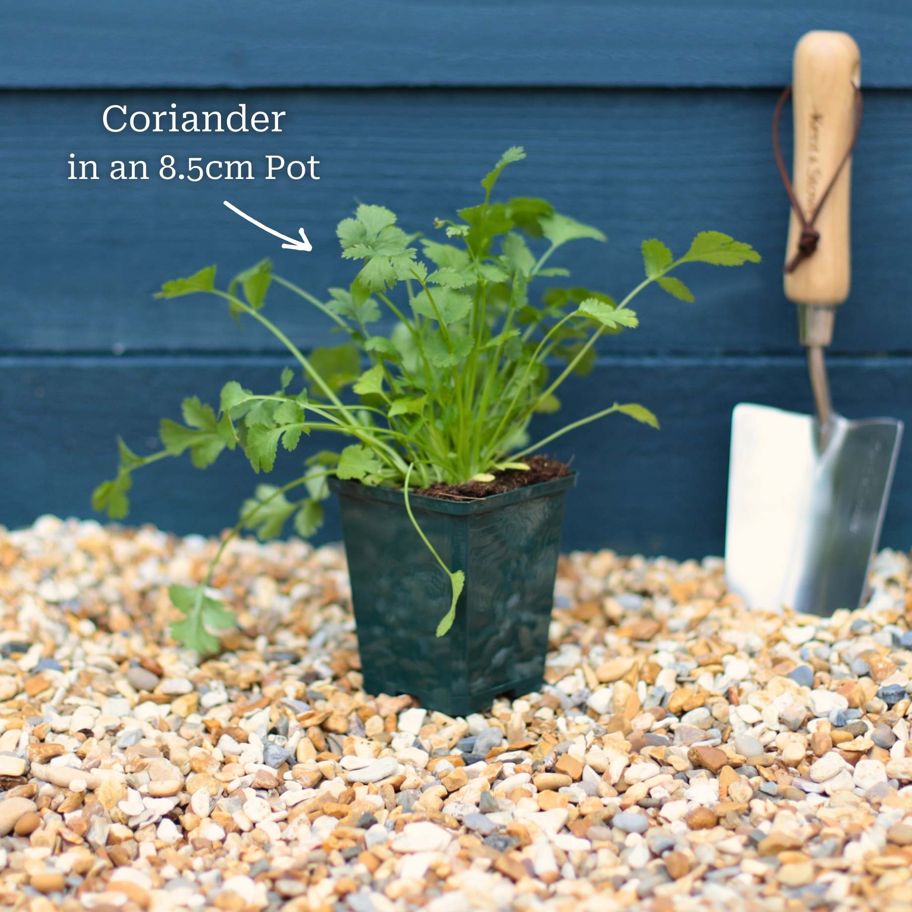 Coriander Plant - Image 4