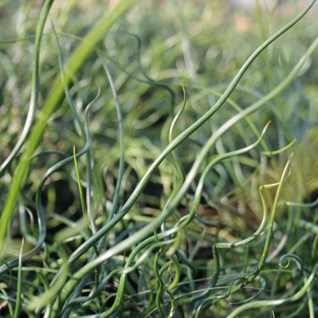 Corkscrew Rush | Juncus effusus spiralis - Image 2