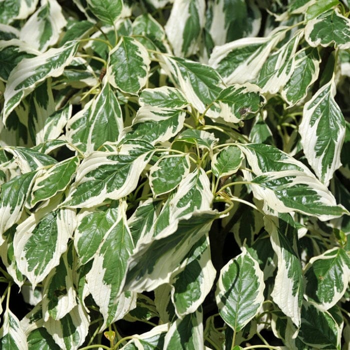 Wedding Cake Tree | Cornus contraversa 'Variegata' - Image 3