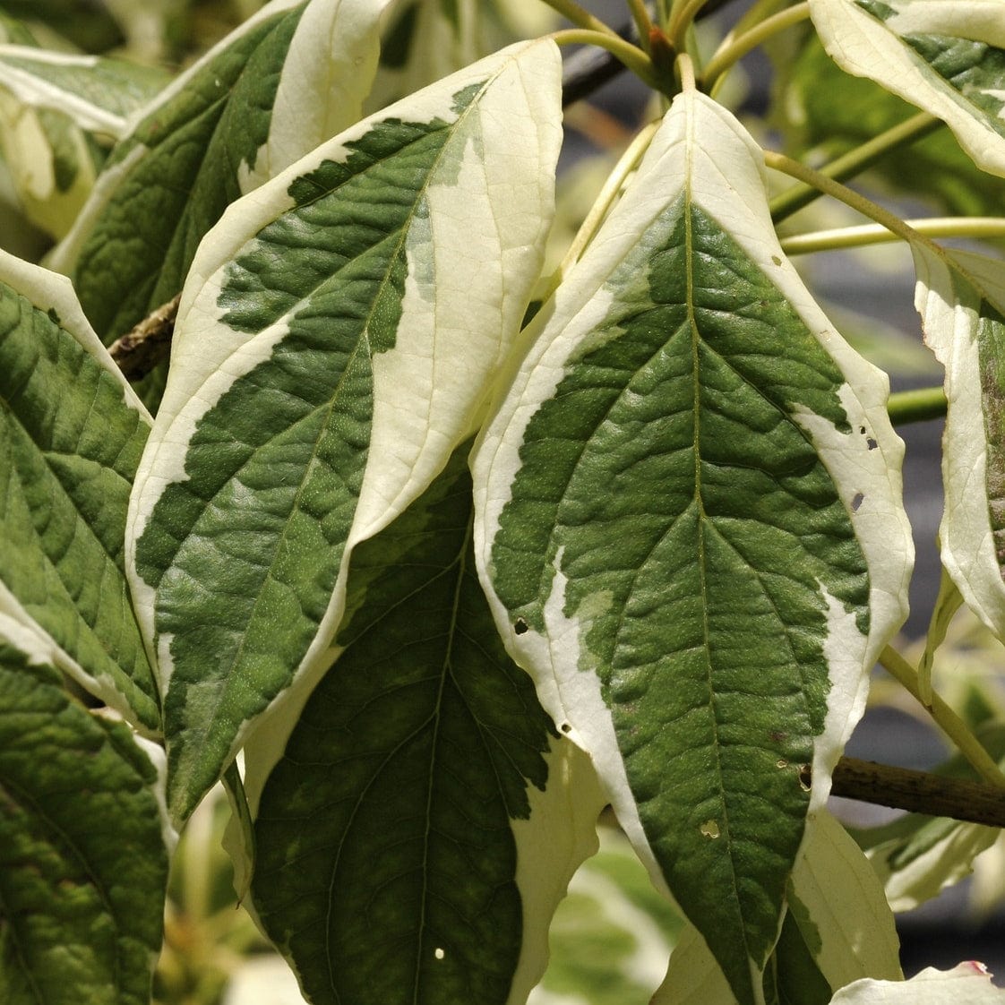Wedding Cake Tree | Cornus contraversa 'Variegata' - Image 4