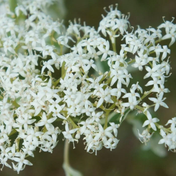 Wedding Cake Tree | Cornus contraversa 'Variegata' - Image 7
