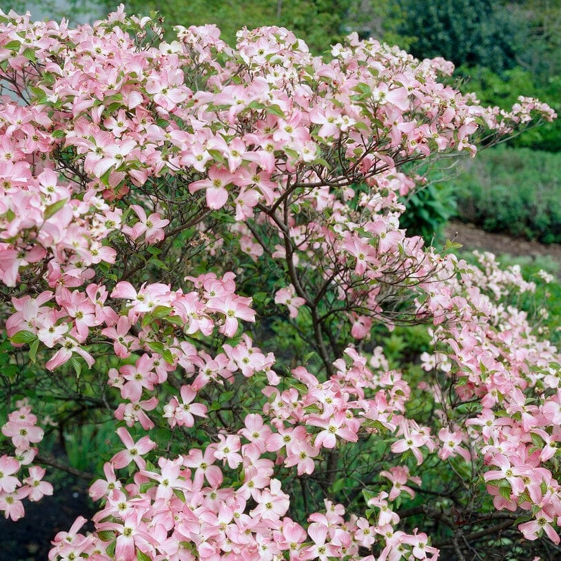 'Copacabana' Japanese Dogwood Tree | Cornus kousa - Image 3
