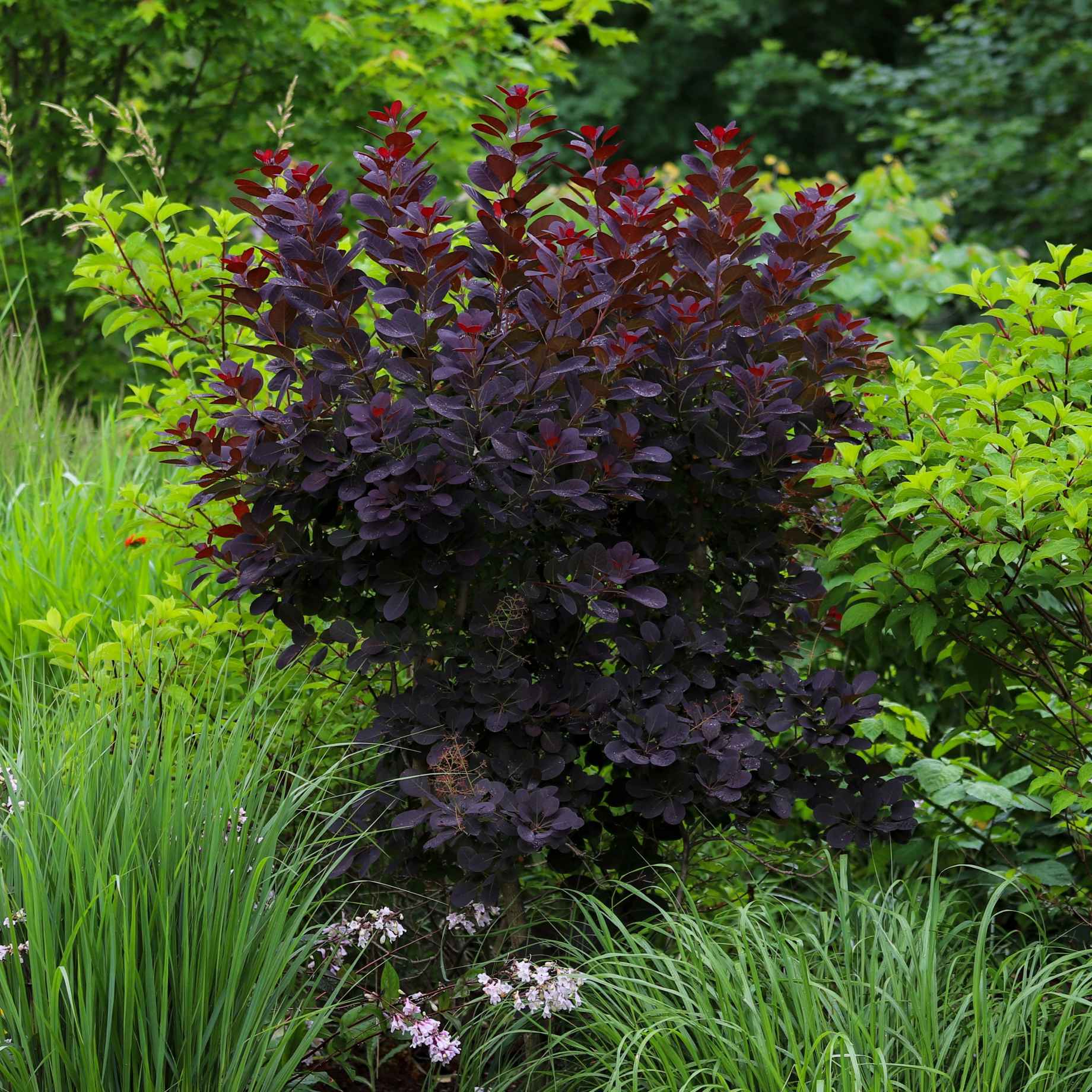 Smoke Bush | Cotinus coggygria 'Royal Purple' - Image 3