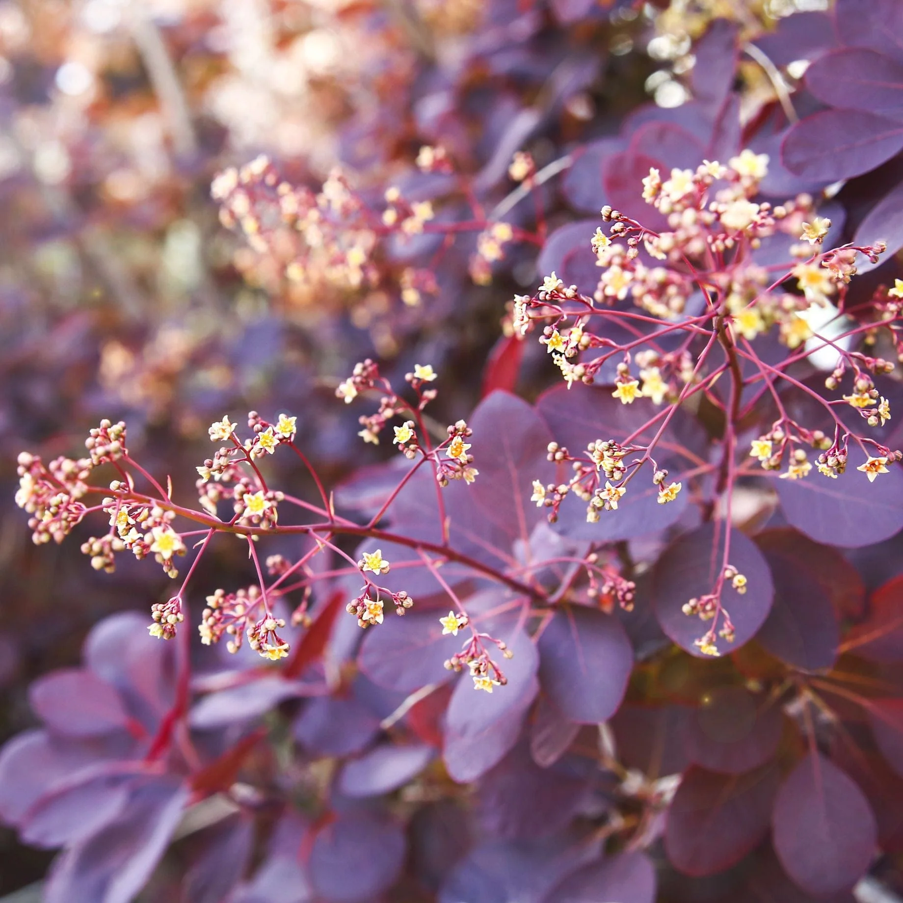 Smoke Bush | Cotinus coggygria 'Royal Purple' - Image 4