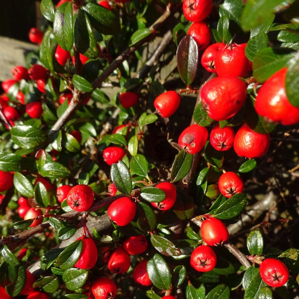 Cotoneaster 'Coral Beauty' - Image 4