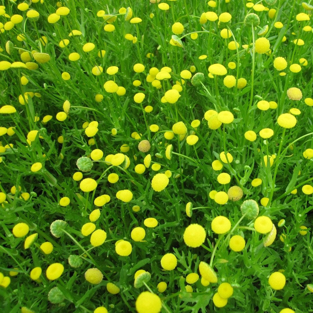 Cotula coronopifolia | Brass Buttons - Image 2