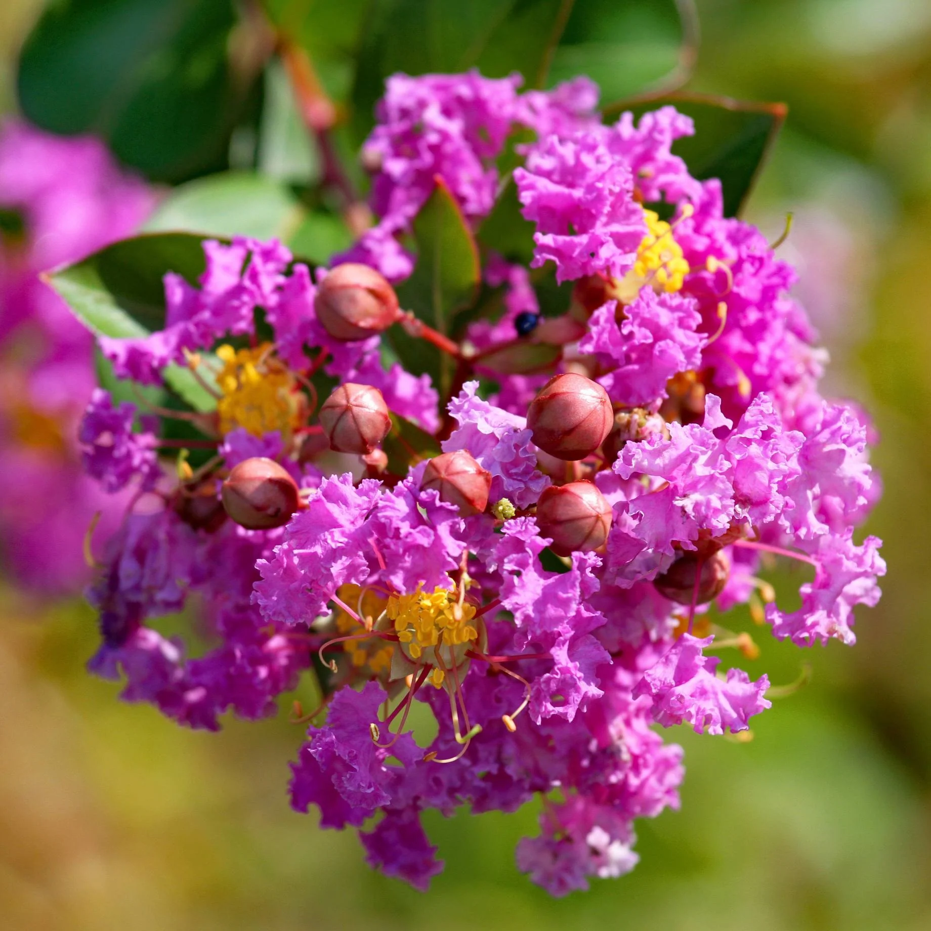 Crepe Myrtle | Lagerstroemia indica - Image 2
