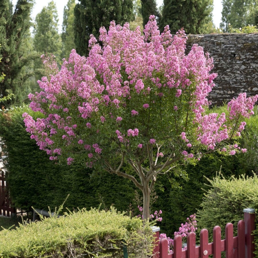 Crepe Myrtle | Lagerstroemia indica - Image 3