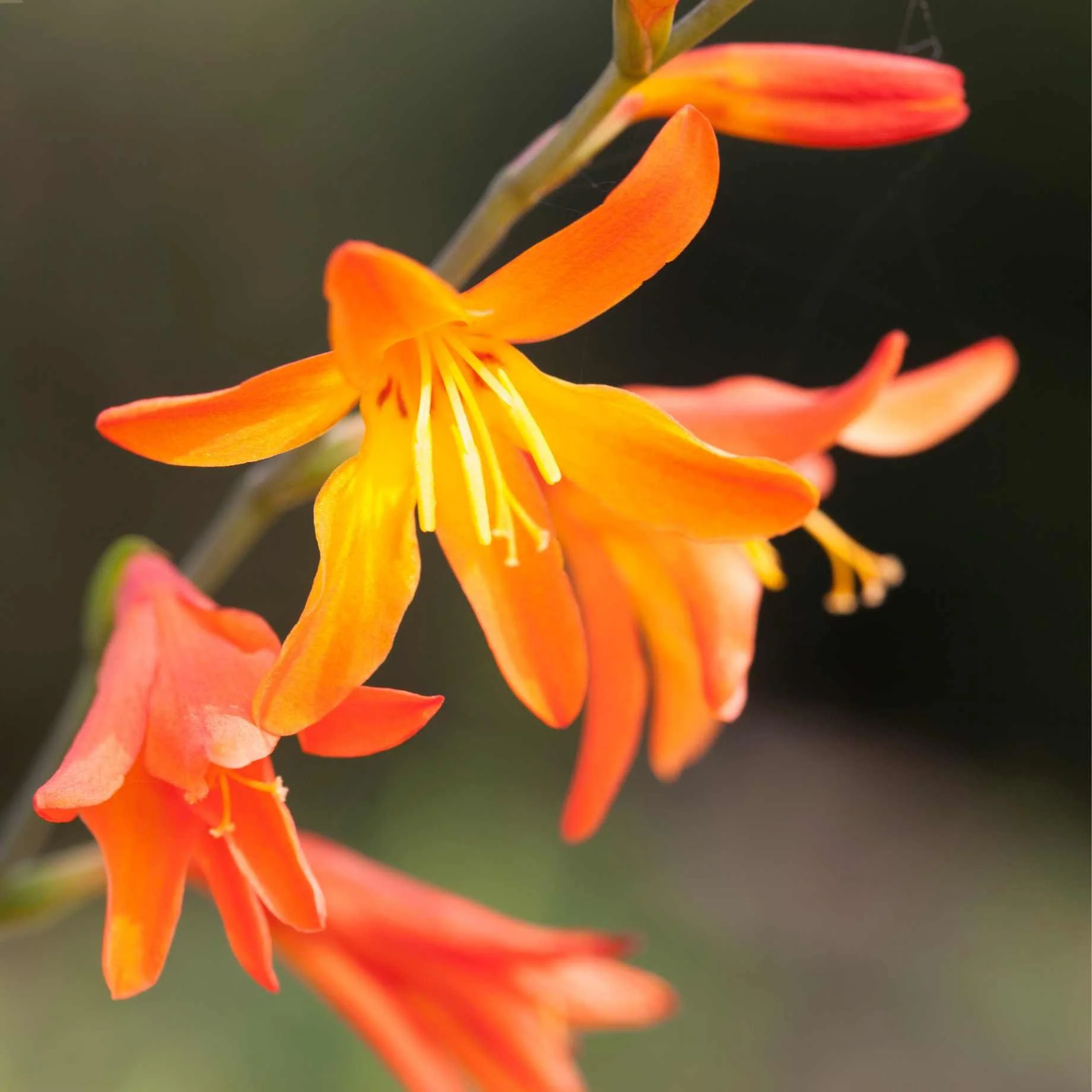 Crocosmia 'Firestars Firestarter' - Image 2
