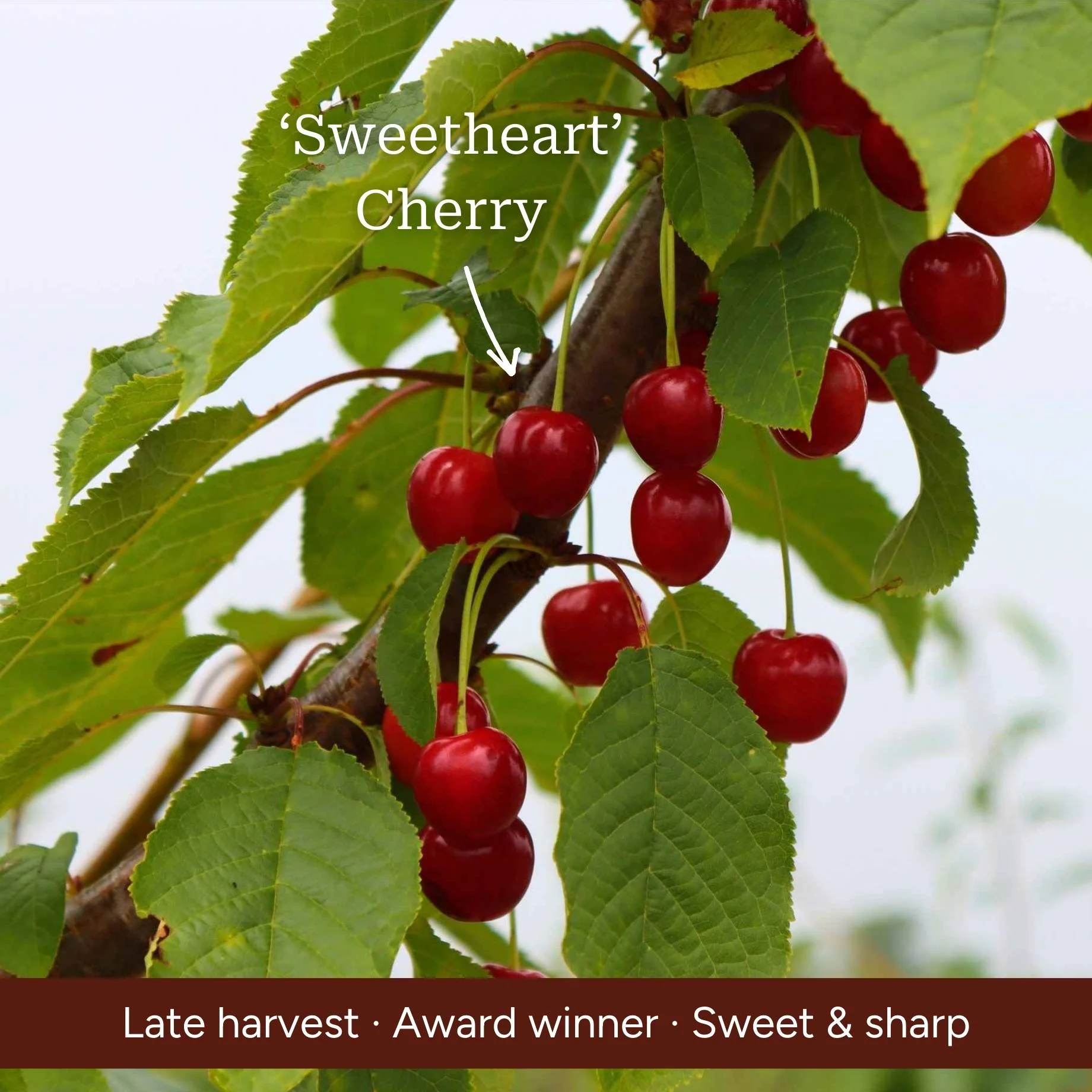 Cross-Pollinating Cherry Collection | Kordia, Summer Sun & Sweetheart - Image 4