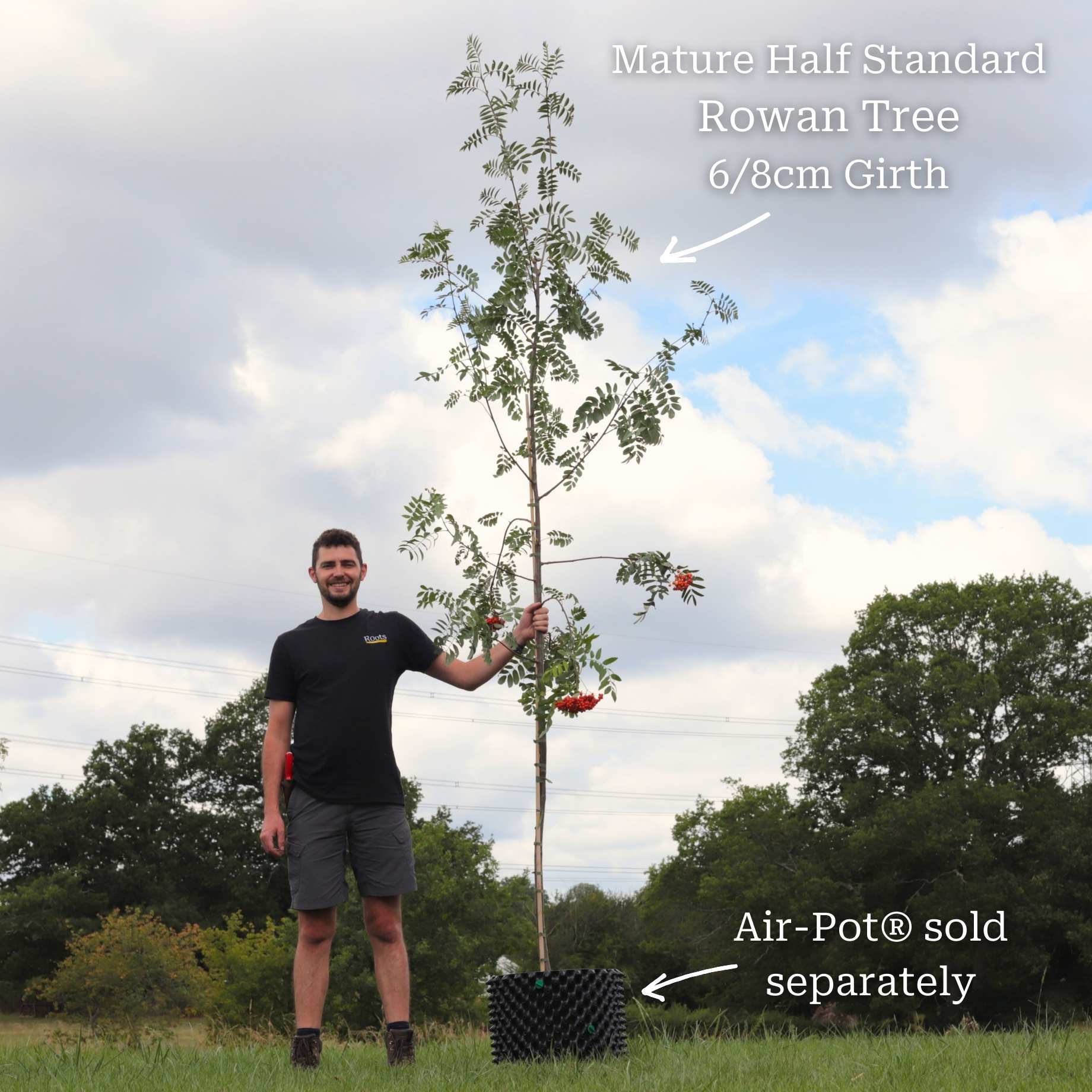 'Pink Pagoda' Rowan Tree | Sorbus hupehensis - Image 6