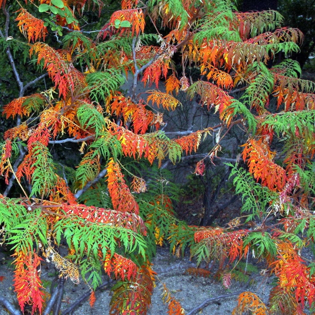 Cut-Leaved Sumach Tree | Rhus typhina 'Laciniata' - Image 7