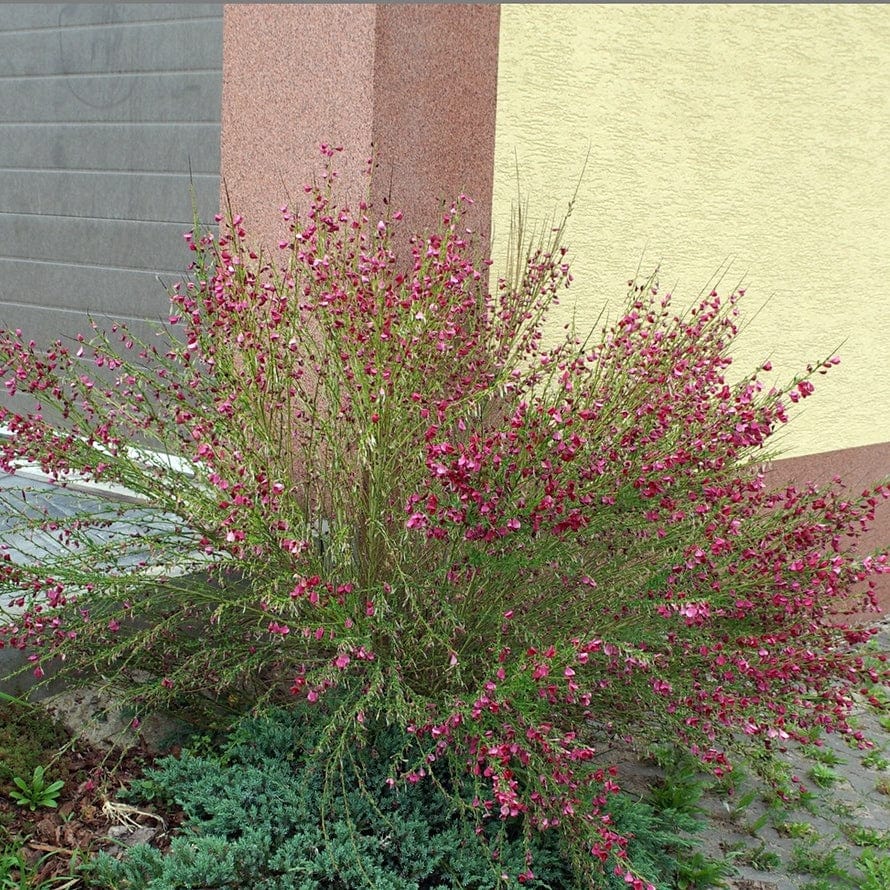 Cytisus 'Boskoop Ruby' - Image 5