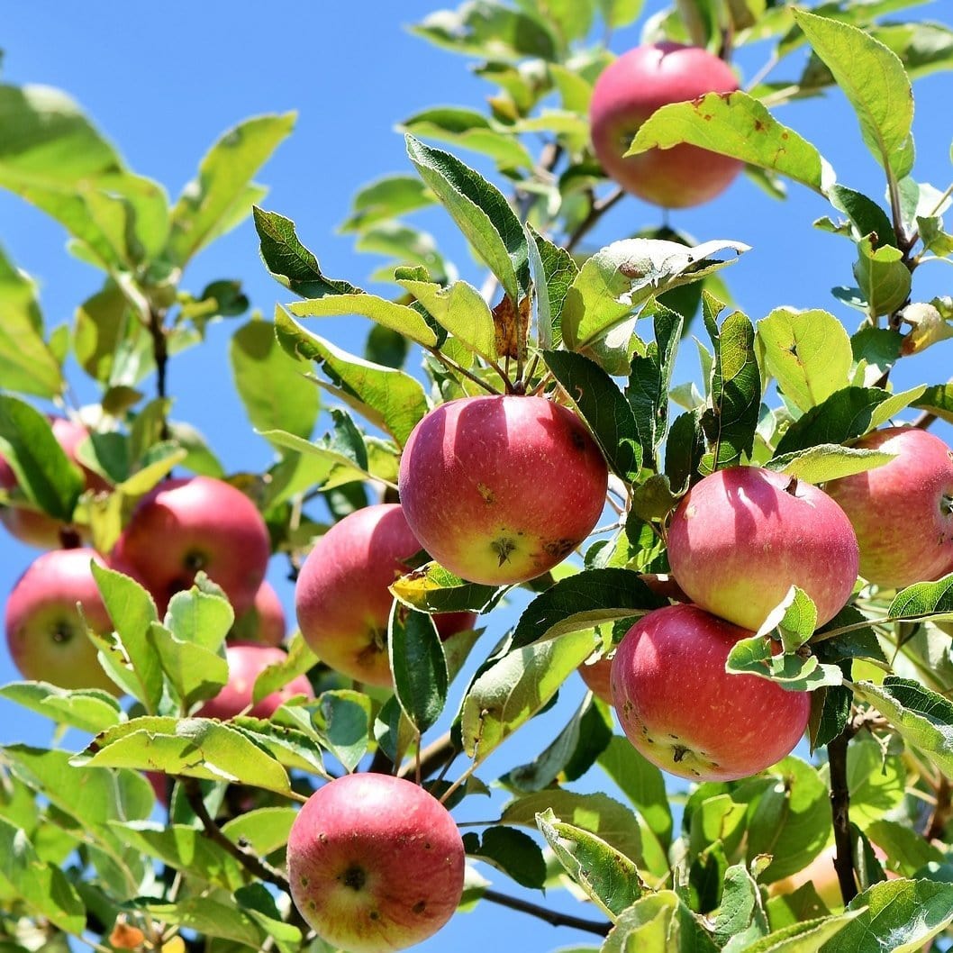 'Dabinett' Cider Apple Tree - Image 2
