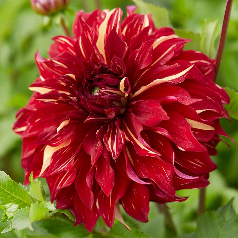 Dahlia 'Bohemian Spartacus'