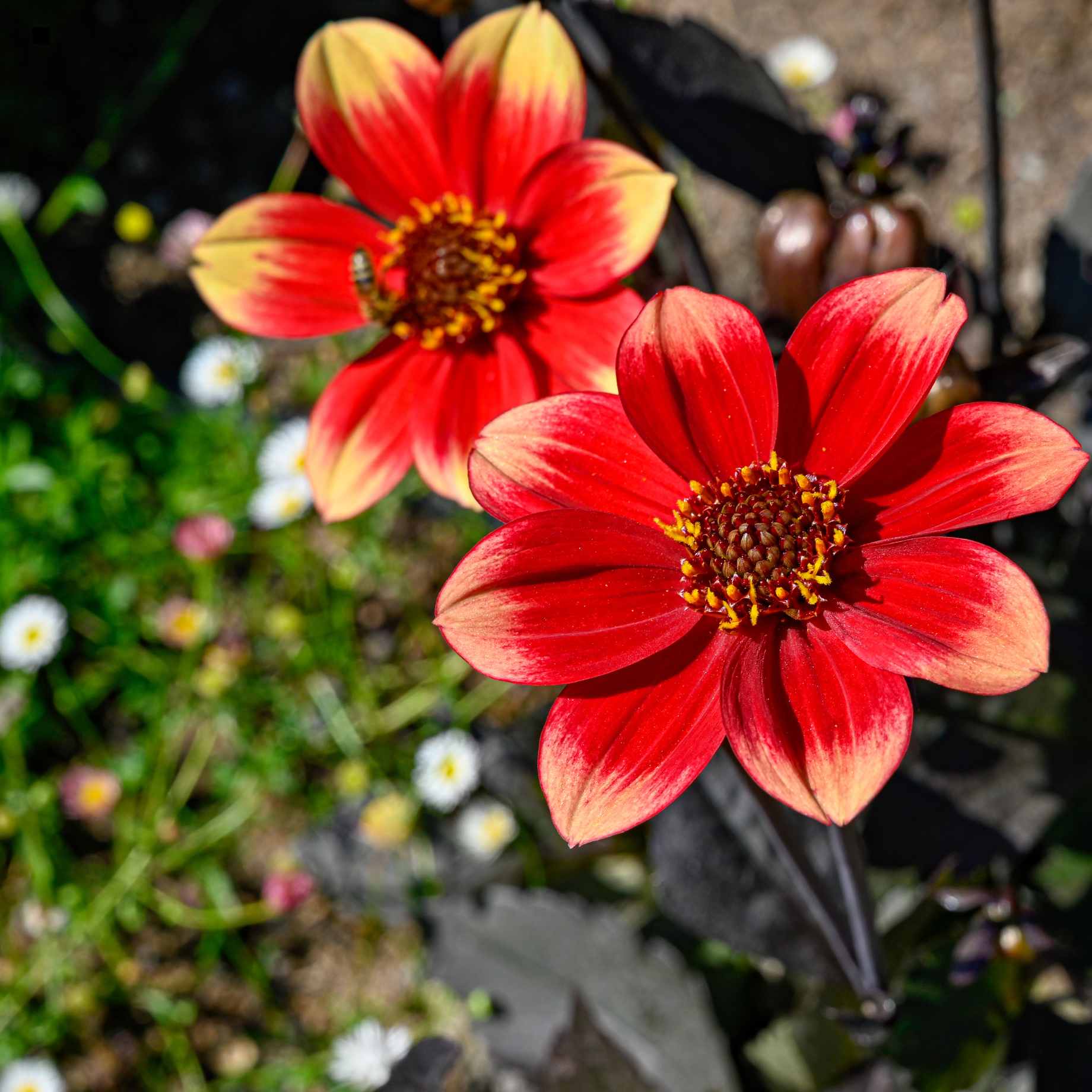 Dahlia 'Dahlegria Sunrise'