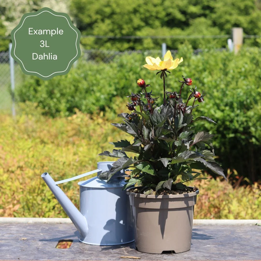 Dahlia 'Dahlegria Sunrise' - Image 2