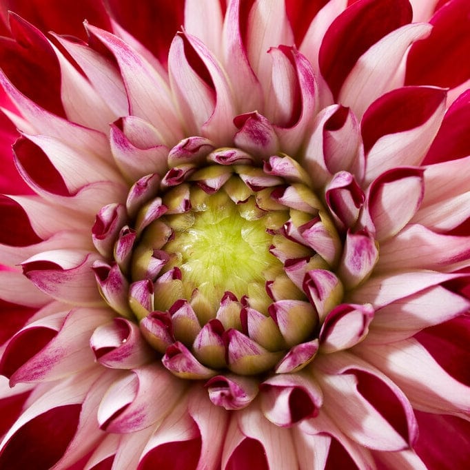 Dahlia 'Embassy' - Image 3