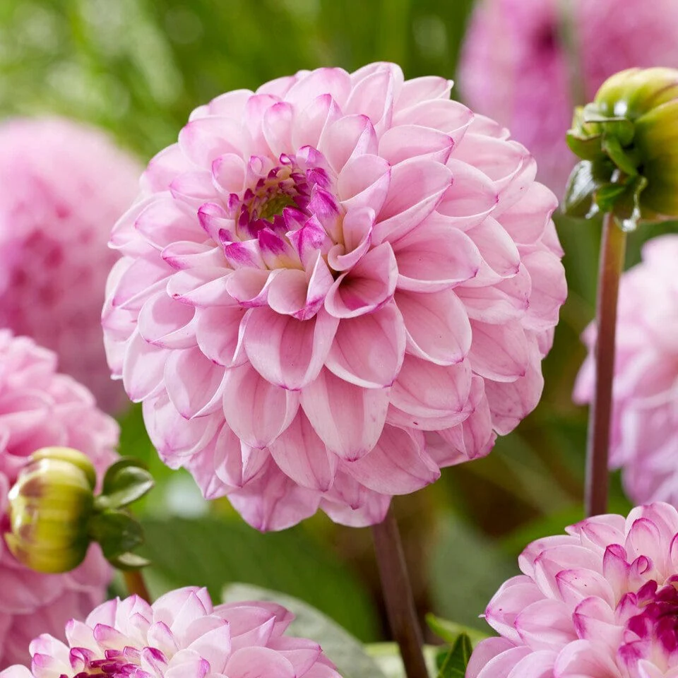 Dahlia 'Genova'
