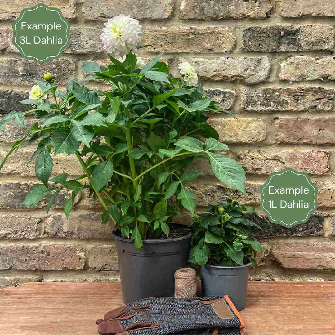 Dahlia 'Jaxon' - Image 2