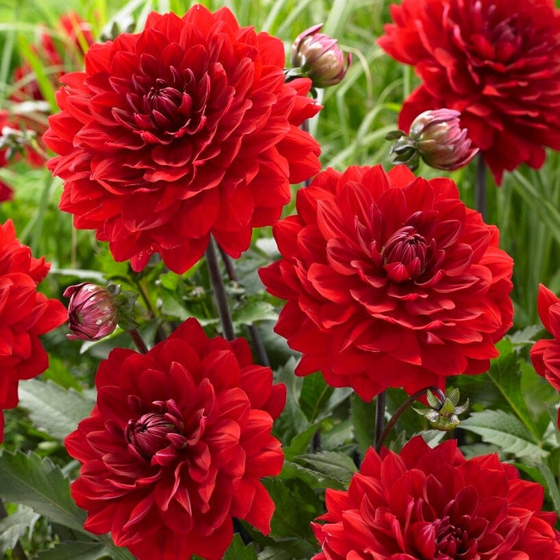 Dahlia 'Karma Amora' - Image 3