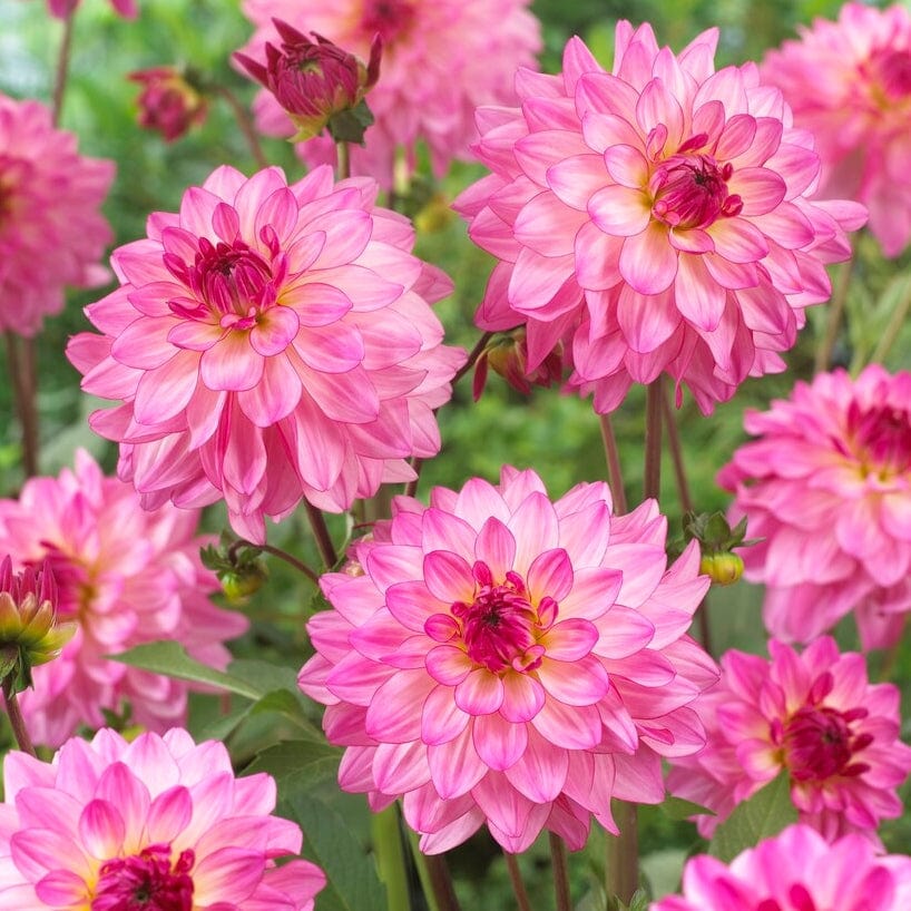 Dahlia 'Sincerity Rose Bicolour' - Image 3
