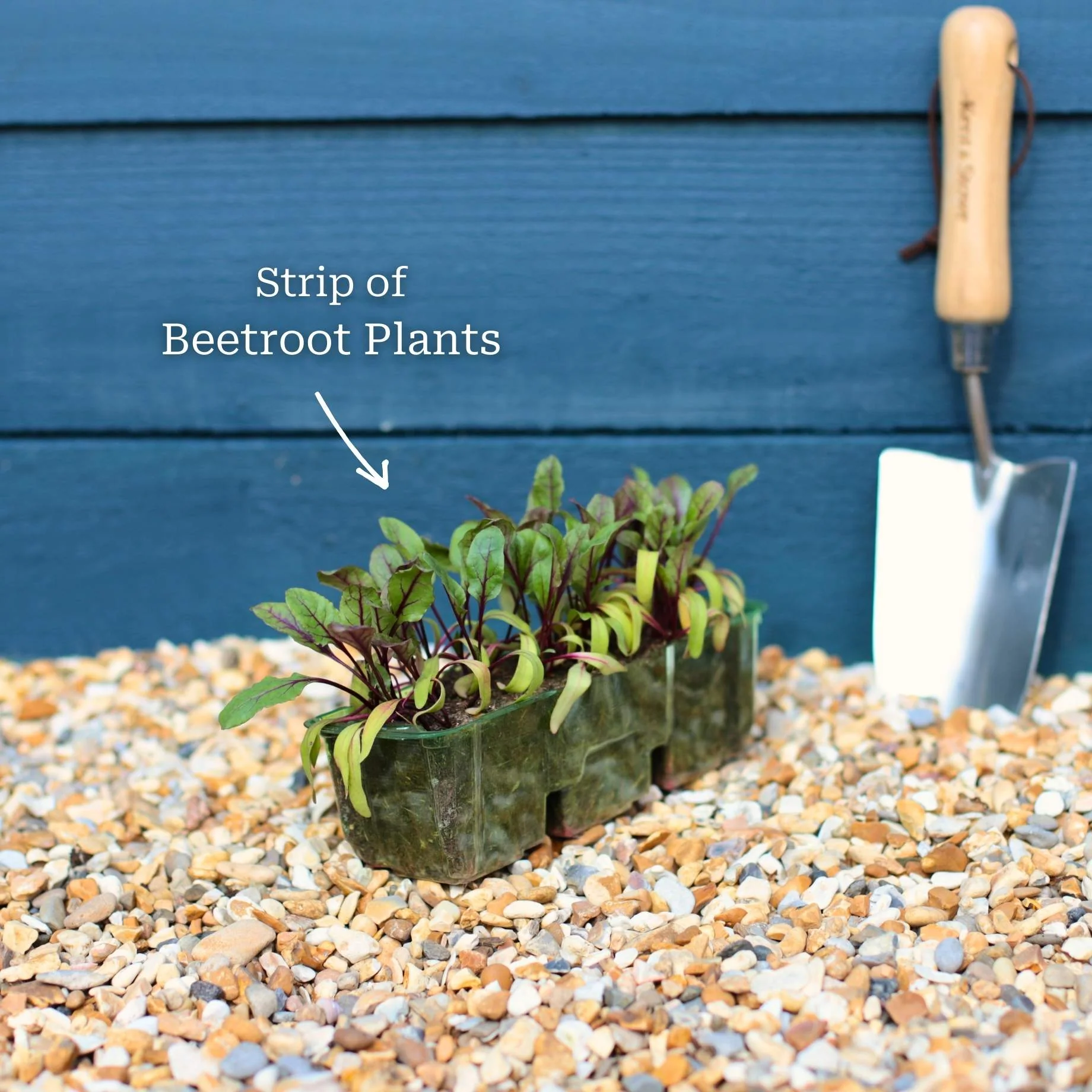 Mixed Beetroot Plants - Image 5