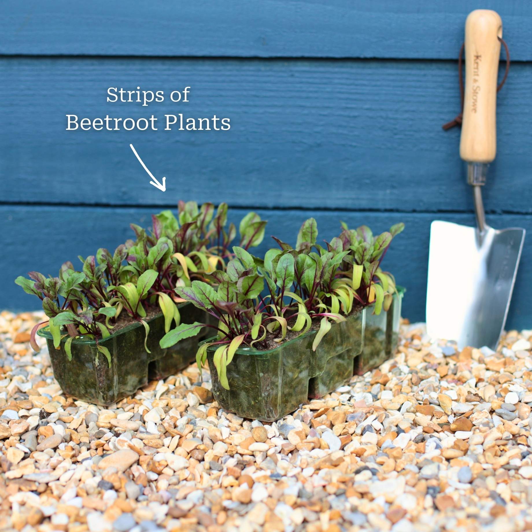 Mixed Beetroot Plants - Image 6
