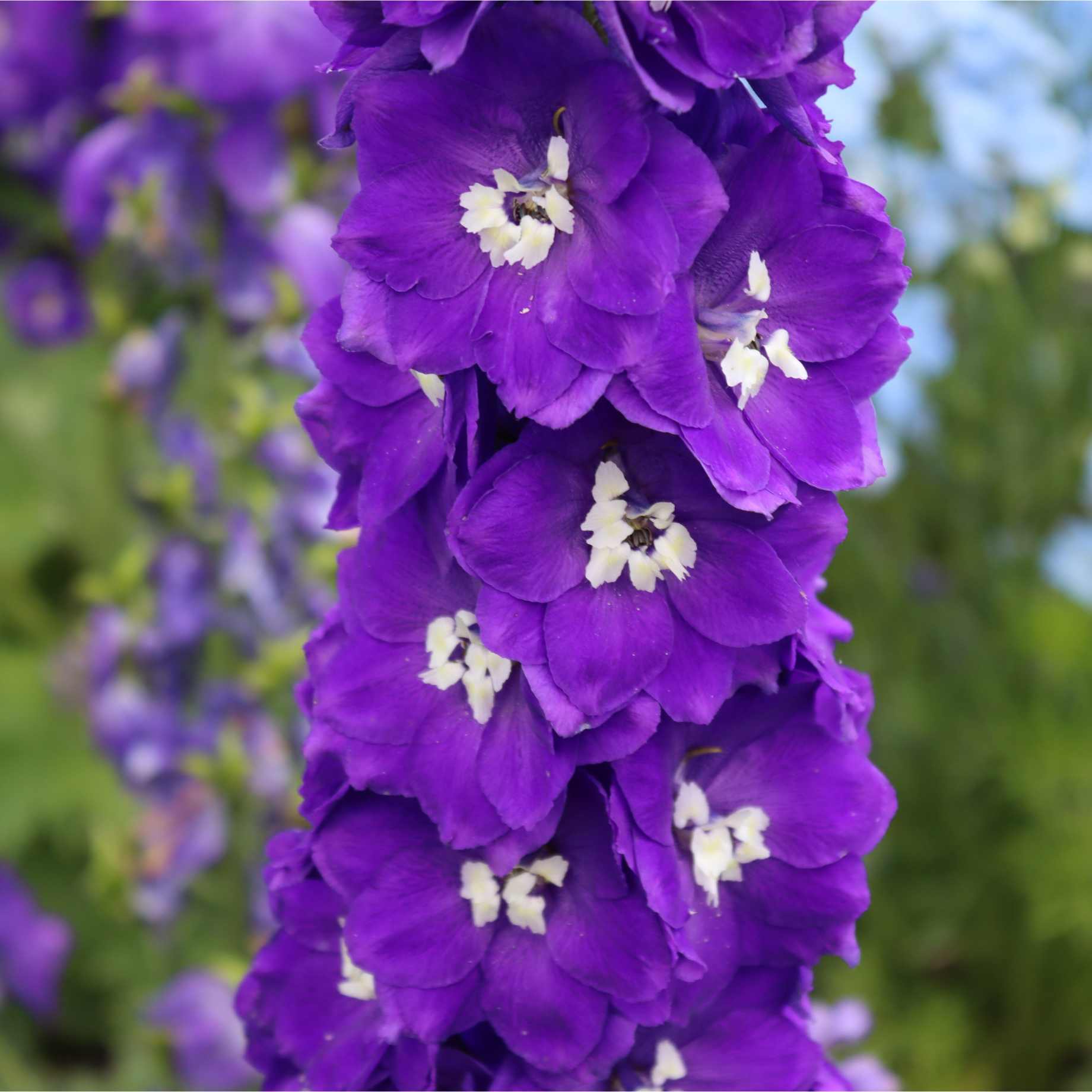 Delphinium 'Dark Blue White Bee'