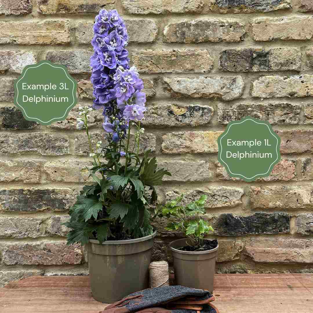 Delphinium 'Delgenius Breezin' - Image 3