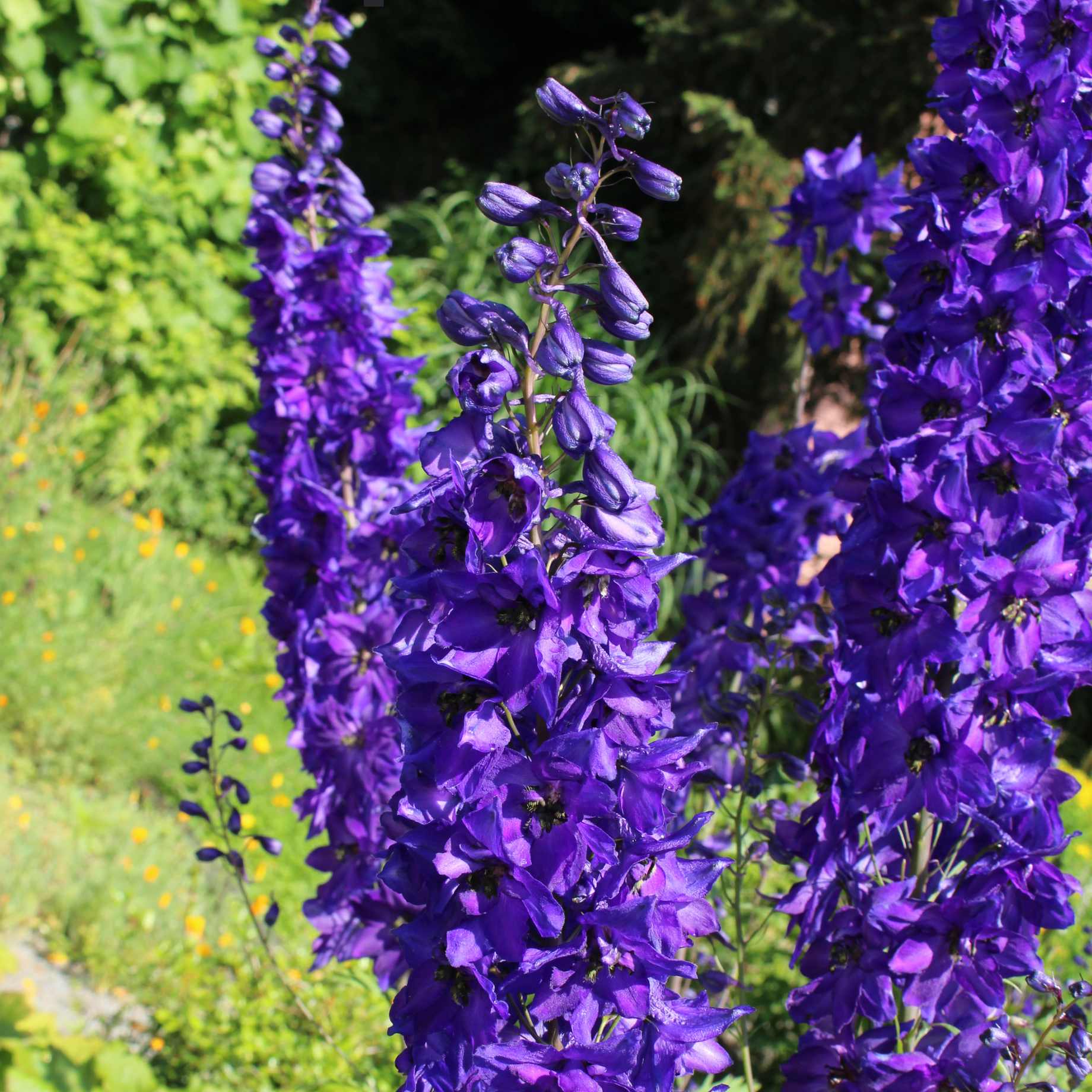 Delphinium elatum 'Faust'