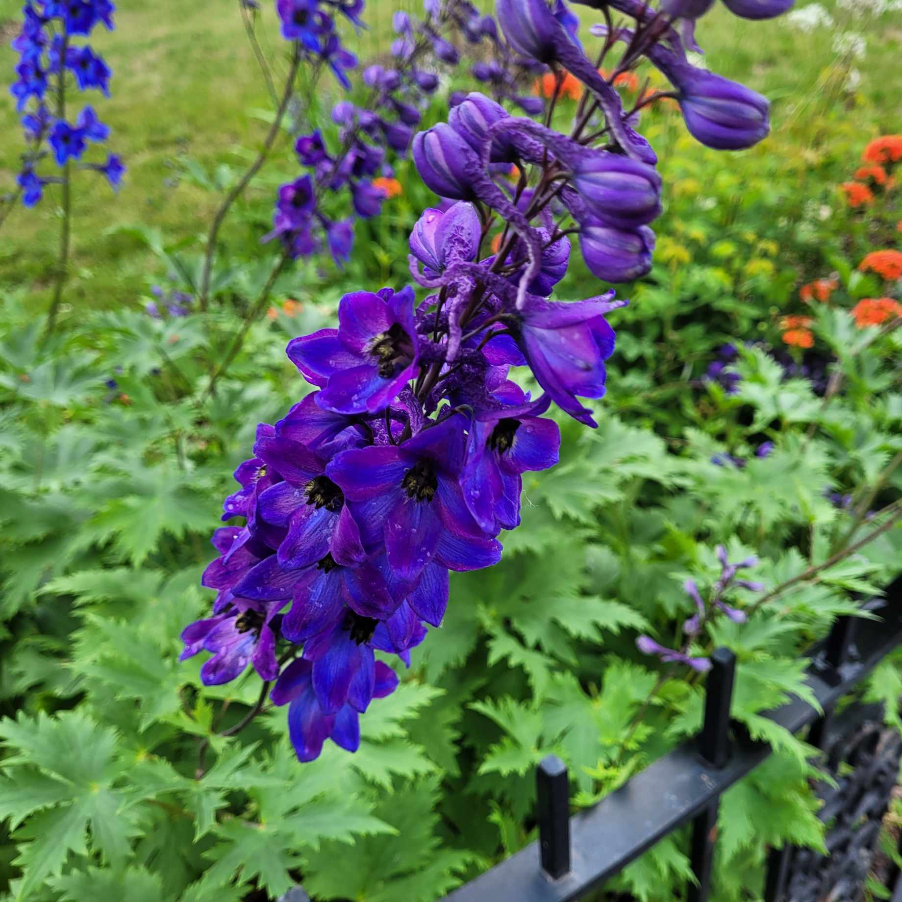 Delphinium 'Paramo Black Velvet'