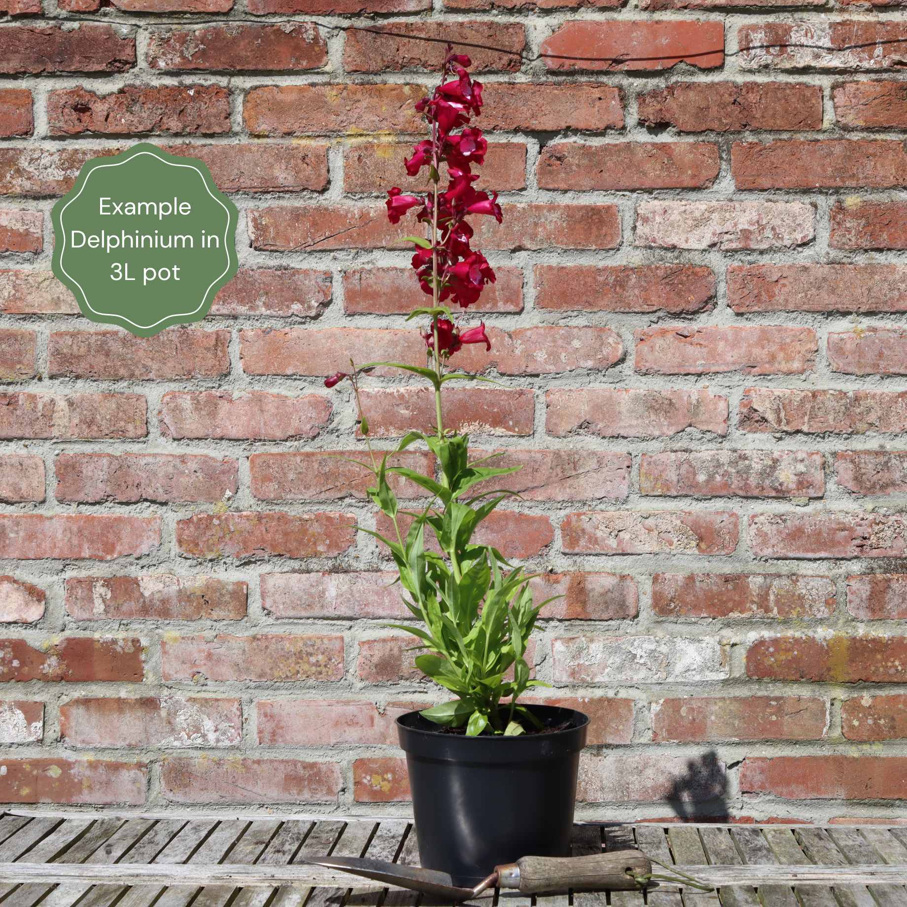 Delphinium 'Paramo Black Velvet' - Image 3