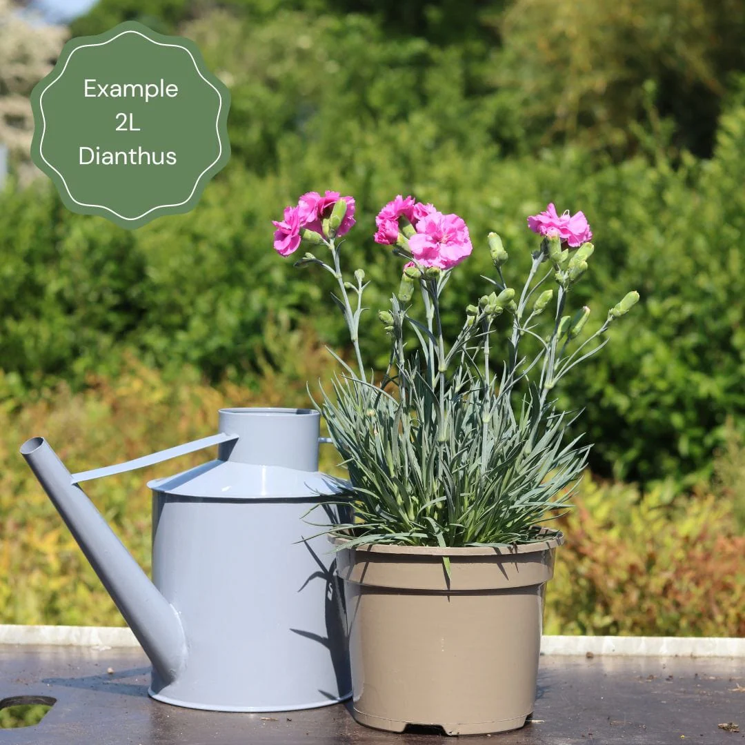 Dianthus 'Cocktail Tequila Sunrise' - Image 2