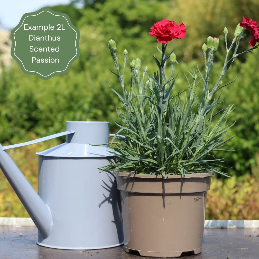 Dianthus 'Scented Passion' - Image 5