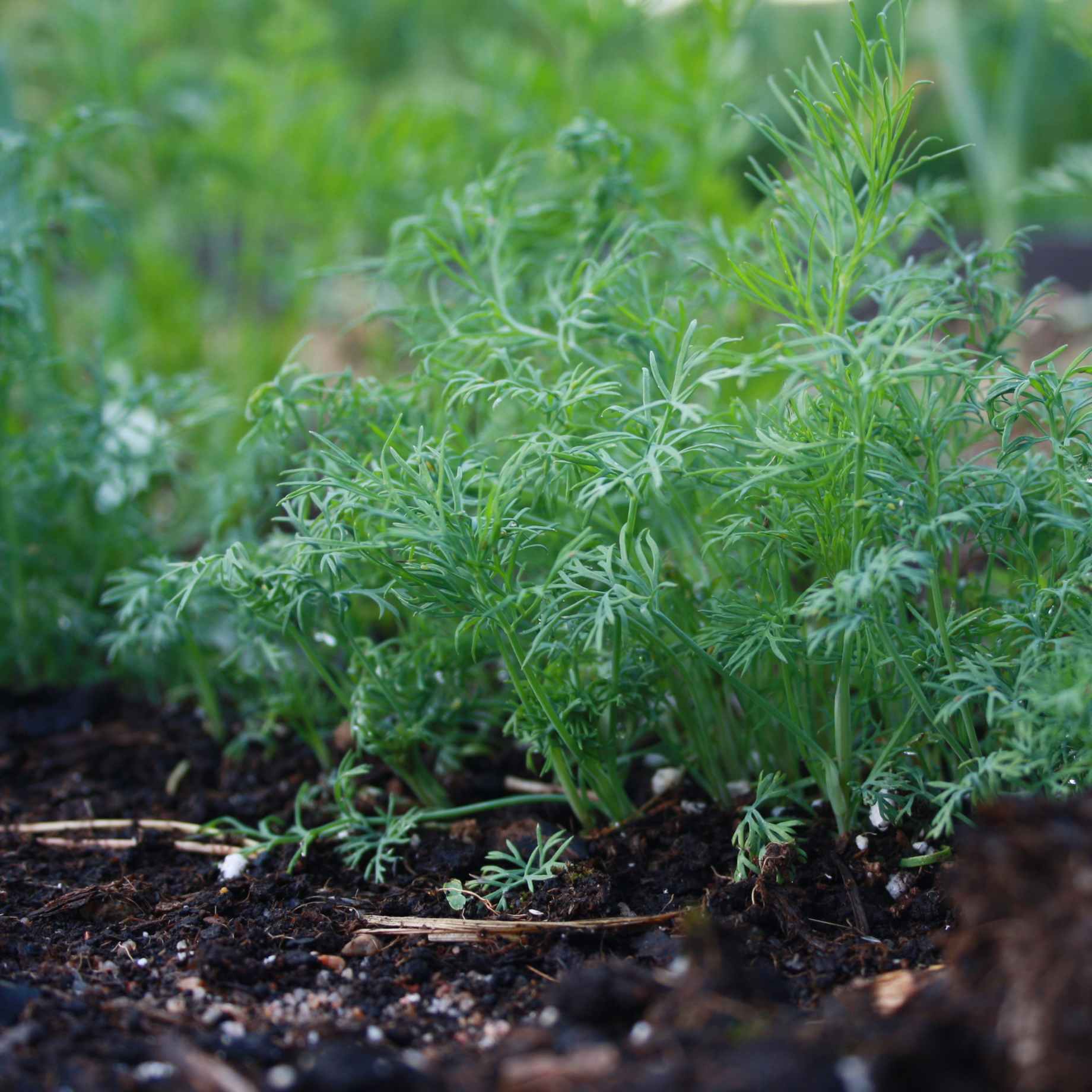 Dill Plant - Image 2