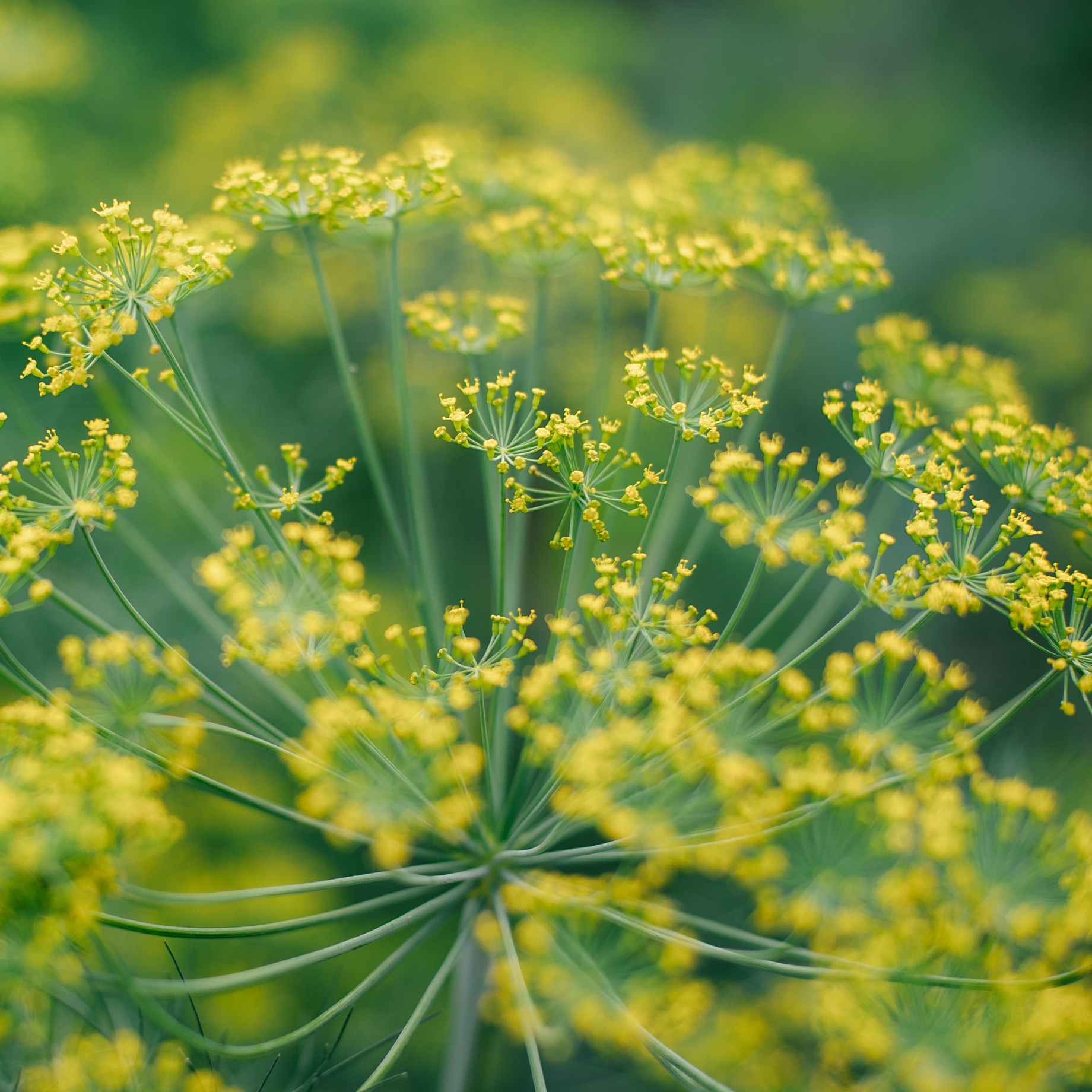 Dill Plant - Image 3