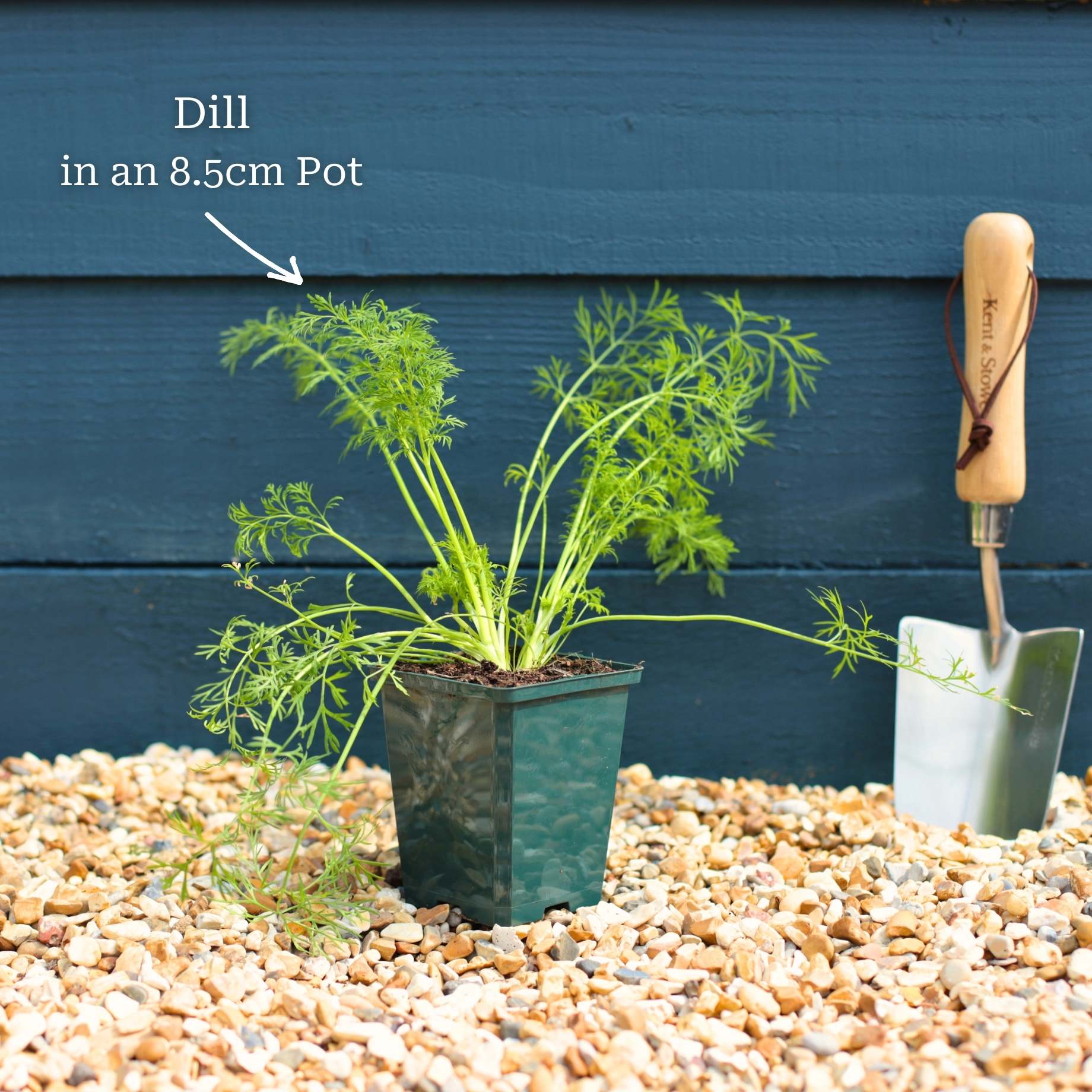 Dill Plant - Image 5