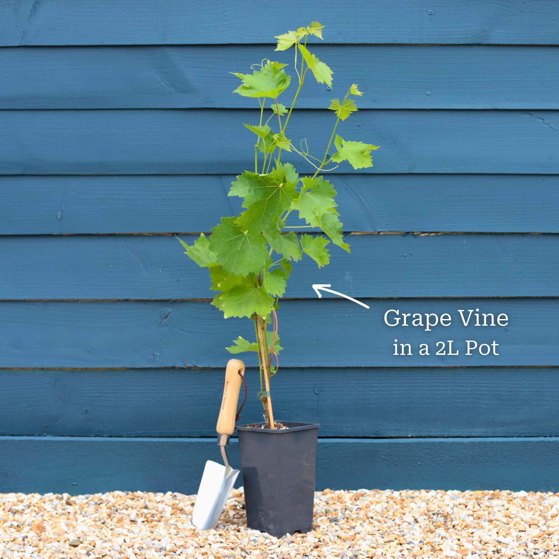 'Lakemont' Seedless Outdoor Grape Vine - Image 4
