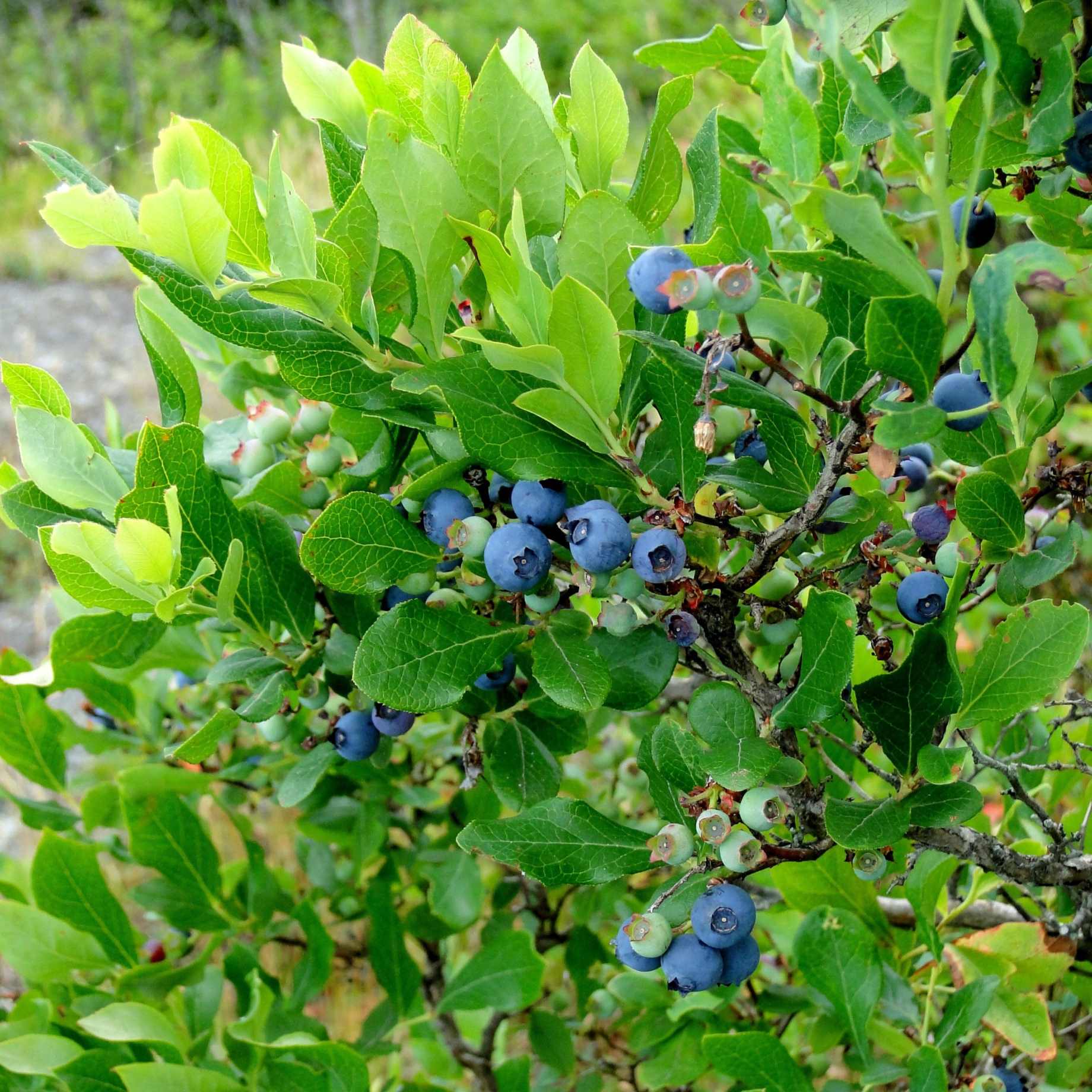 'Duke' Blueberry Bush - Image 5